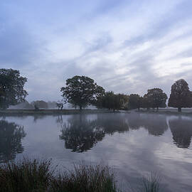 Reflections in Bushy