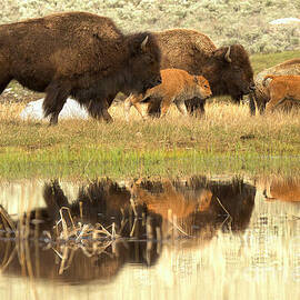Reflections Of A Bison Family Outing by Adam Jewell