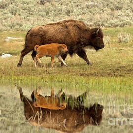 Reflections Of Mom And The Red Dog by Adam Jewell