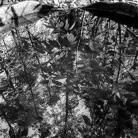 Reflective Forest Pool  by Shirley Mitchell