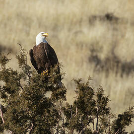 Regal Eagle by Mike Lee