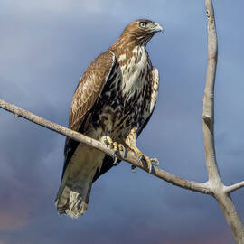 Regal Red-tailed Hawk Perched on Branch by Joe Fisher
