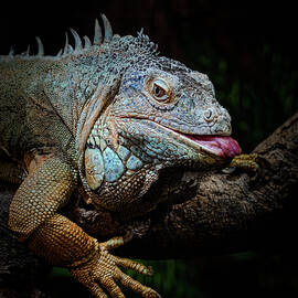 Reptile Disfunction by Charnwood Photography Fine Art