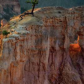 Resilient Pine Over Bryce Canyon Vista by Rebecca Herranen