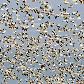 Resplendent Ross's Geese by KJ Swan