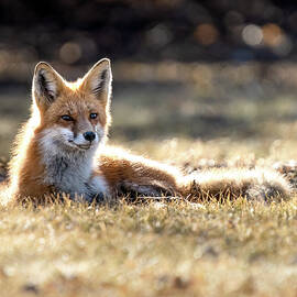 Rest by James Overesch