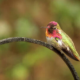 Resting Anna by Jean Noren