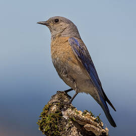 Resting Mother Bluebird by Jean Noren