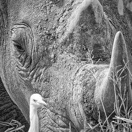 Rhino and Egret Close-Up by Natural Focal Point Photography