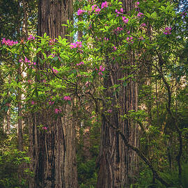 Rhododendron and Redwoods. California by Abbie Matthews
