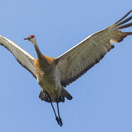 Rib Eye of the Sky - Sandhill crane in Sierra County California by Mike Lee