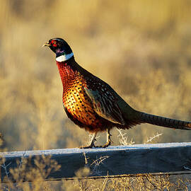 Ring-necked Pheasant Rooster in Warm Morning Light - Lassen County California by Mike Lee