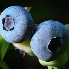 Ripening Blueberries by Steven Nelson