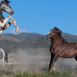 Rising Pinto. by Paul Martin