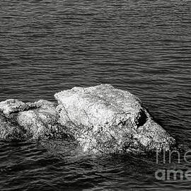 River Monster by Olivier Le Queinec