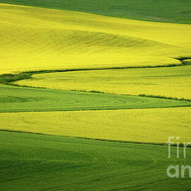 Rivers of Canola by Dodie Ross