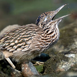 Roadrunner. by Paul Martin