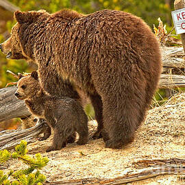 Roaring Mountain Grizzly Family by Adam Jewell