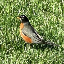 Robin  on Grass by Catherine Wilson