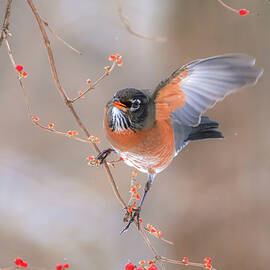Robin Waving by Dan Sproul