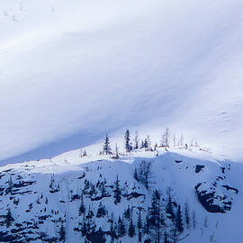 Rocky Mountain Pine by DEE POTTER