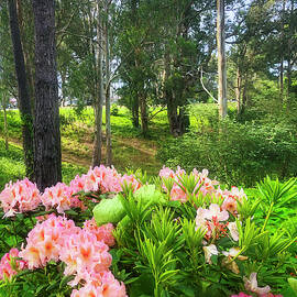 Rododendrons  by Louis Raphael