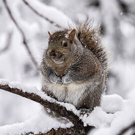 Roly Poly by James Overesch