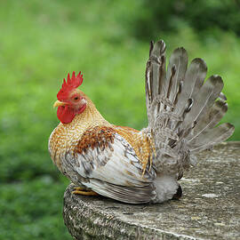 Rooster on a Stone Table by Richard Reeve