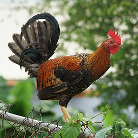 Rooster on Fence by Richard Reeve