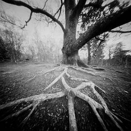 Rooted Down by Will Gudgeon