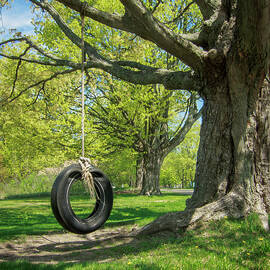 Rope Swing on the Old Maple Tree by Mary Lee Dereske