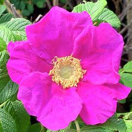 Rosa Rugosa Beach Rose by Veterans Aerial Media LLC