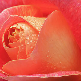 Rose and Rain by Mary Jo Allen