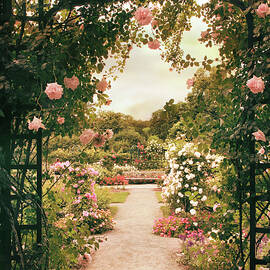 Rose Garden Grace by Jessica Jenney