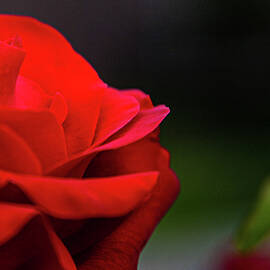 Rose in Monterey Bay Area by Tommy Farnsworth