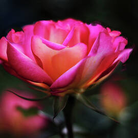 Rose Radiance by Jessica Jenney