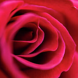 Rose Santa Cruz California by Tommy Farnsworth