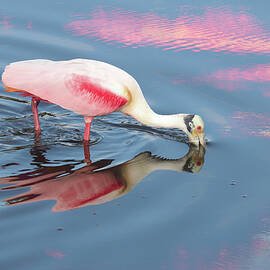 Roseate 10E by Sally Fuller