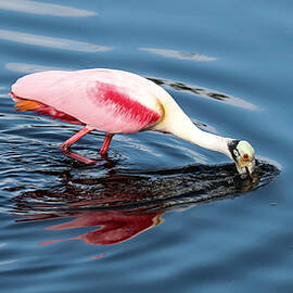 Roseate 11A by Sally Fuller