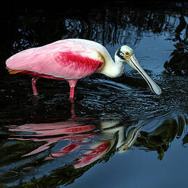 Roseate 13A by Sally Fuller