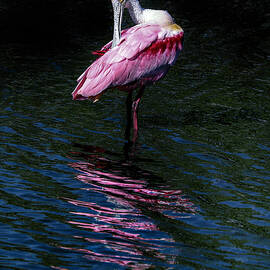 Roseate 4A by Sally Fuller