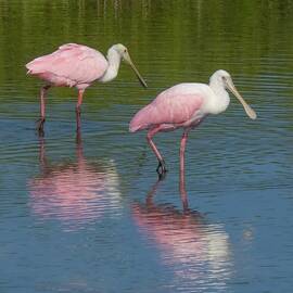 Roseate 55A by Sally Fuller