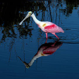 Roseate 7A by Sally Fuller