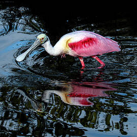 Roseate 9A by Sally Fuller