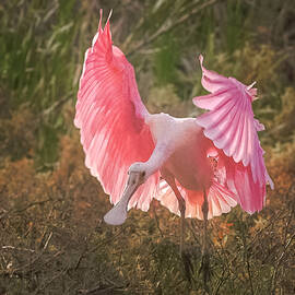 Roseate Spoonbill by Rebecca Herranen