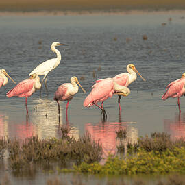 Roseate Spoonbills and Egret in Wetland by Debra Martz