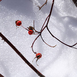 Rosehip in Winter by Mary Lee Dereske