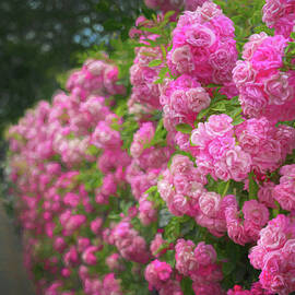Roses on the Battery by Maryanne Keeling