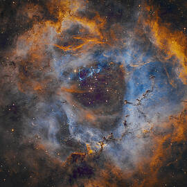 Rosette by Bruce Feagle