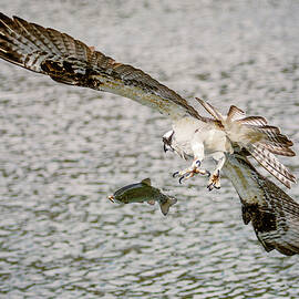 Rough Day to Be a Trout by Mike Lee